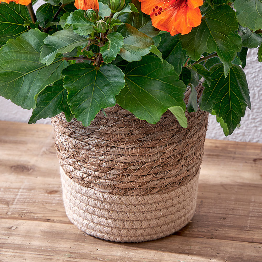 母の日 ロングライフハイビスカス「プチオレンジ」