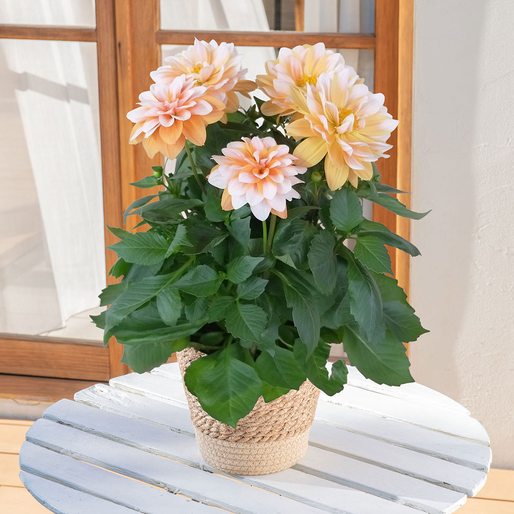 母の日 ダリア「ラベラ・グランデ キャラメル」