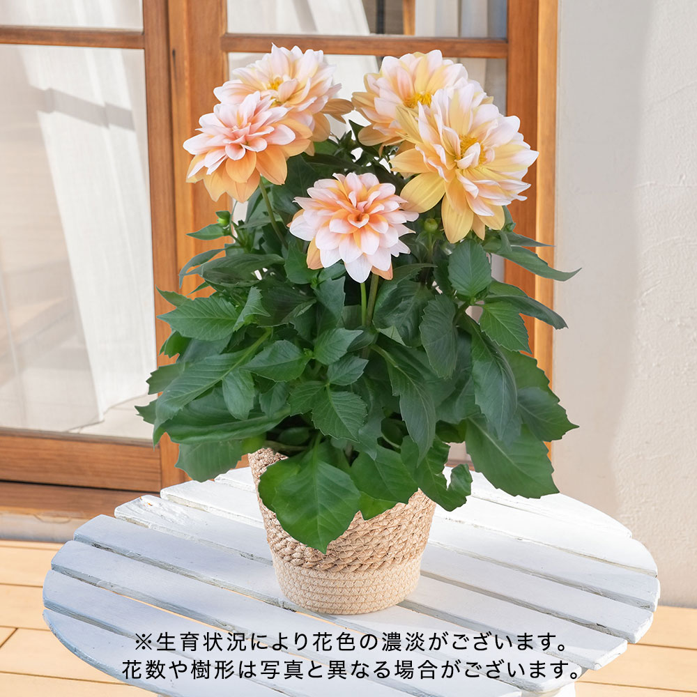 母の日 ダリア「ラベラ・グランデ キャラメル」