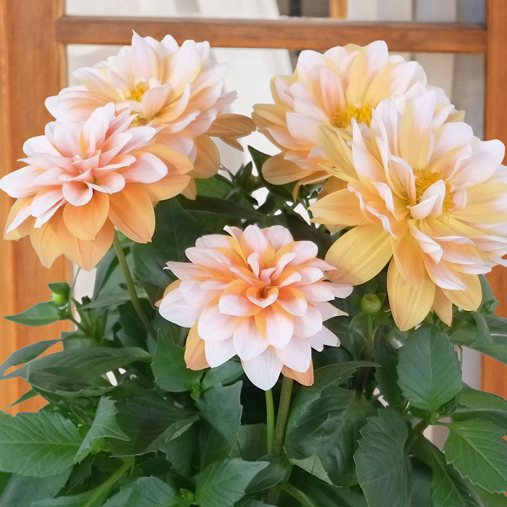 母の日 ダリア「ラベラ・グランデ キャラメル」