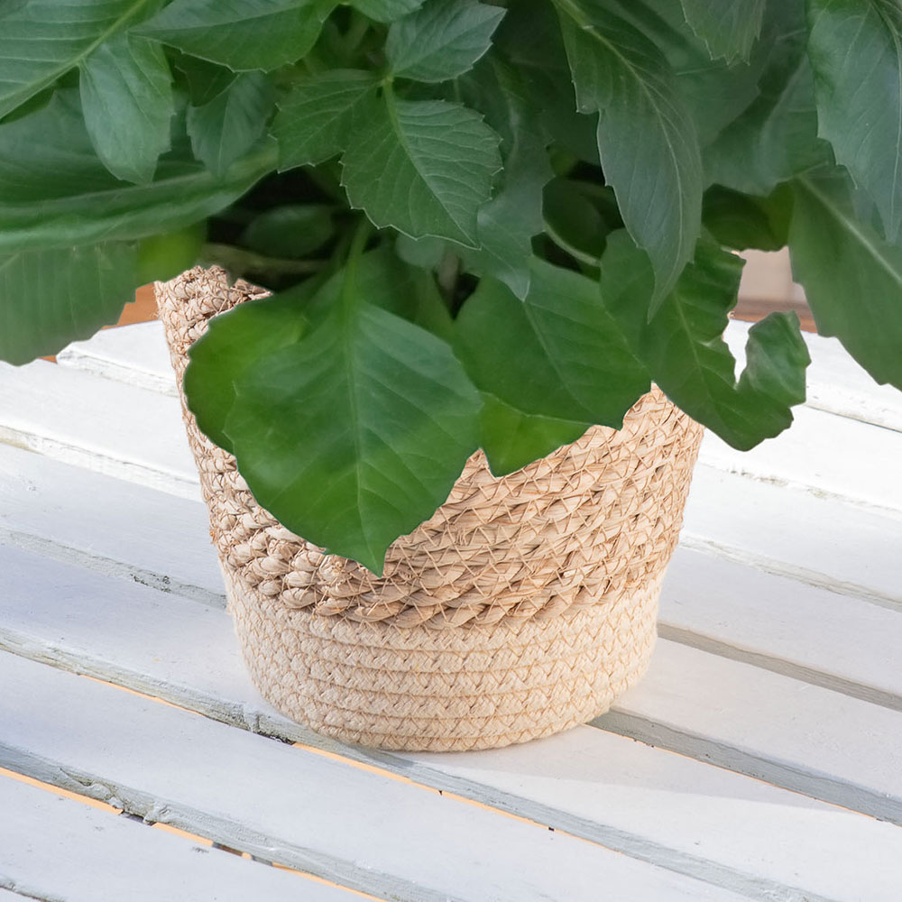 母の日 ダリア「ラベラ・グランデ キャラメル」