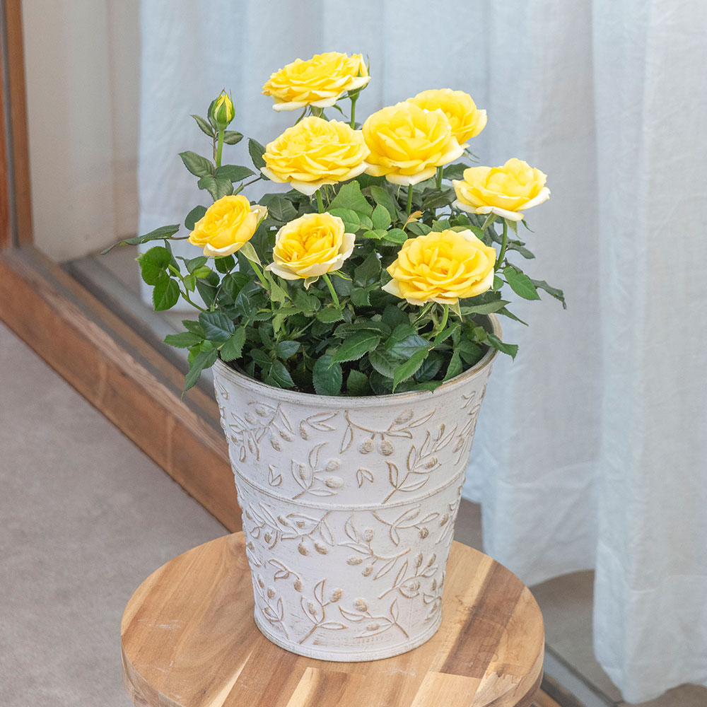 母の日 大西 隆コレクション ミニバラ「サニービーチ」