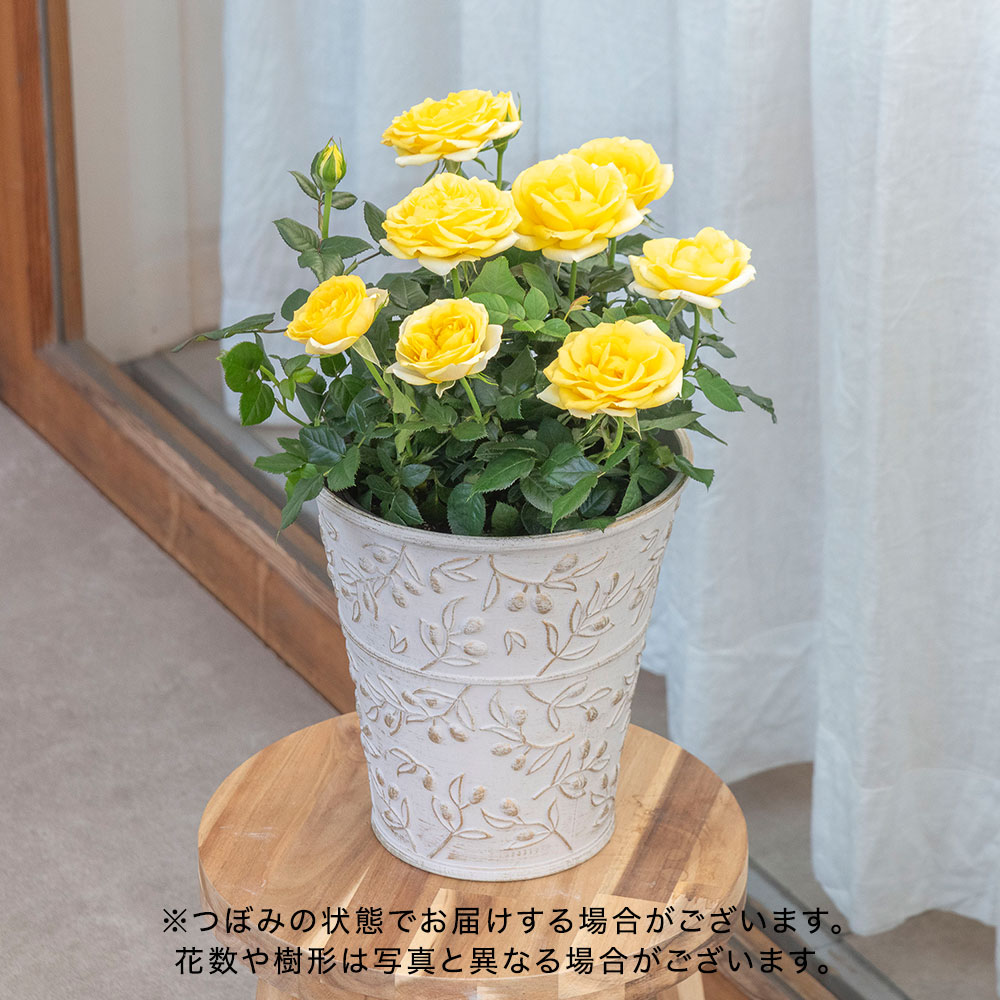 母の日 大西 隆コレクション ミニバラ「サニービーチ」