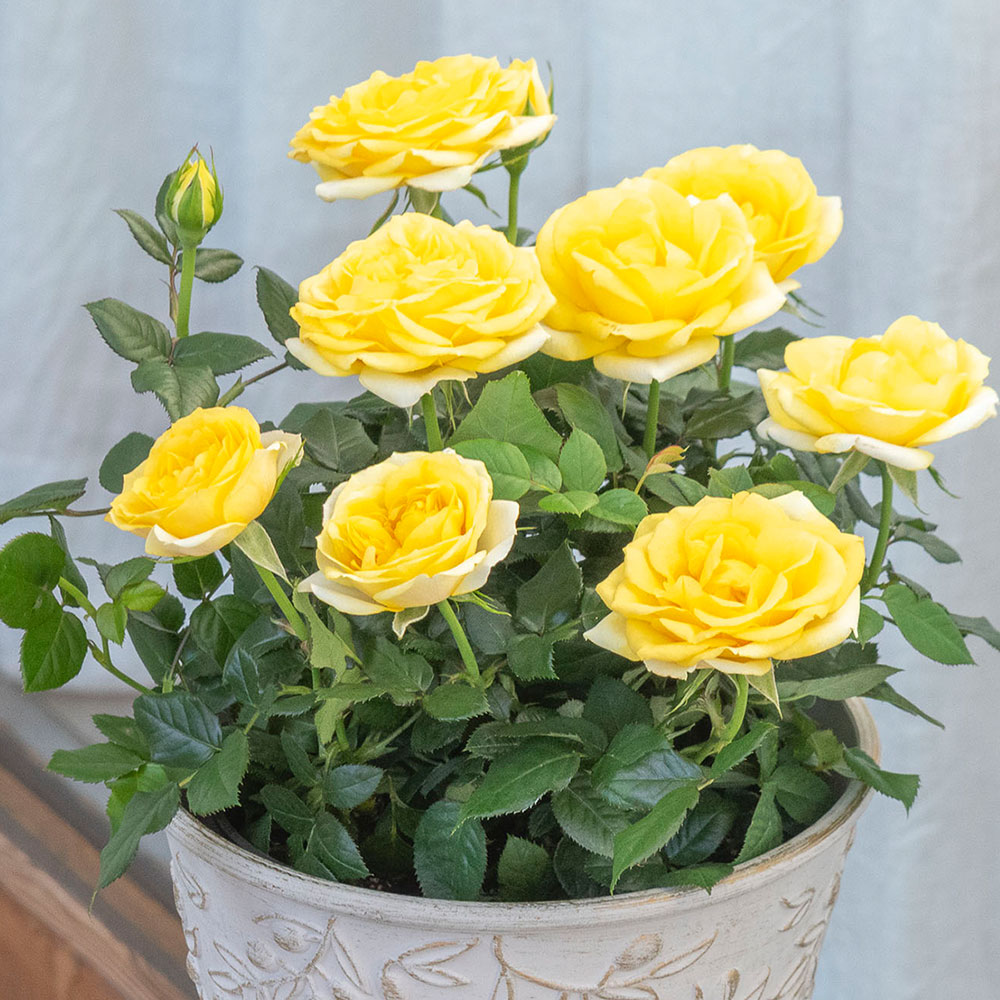 母の日 大西 隆コレクション ミニバラ「サニービーチ」