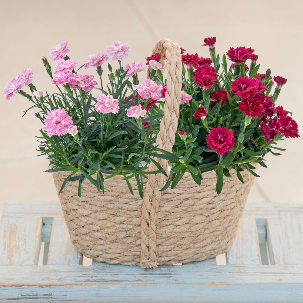 母の日 ガーデンカーネーション「ゆめてまり＆かがり」寄せ入れ