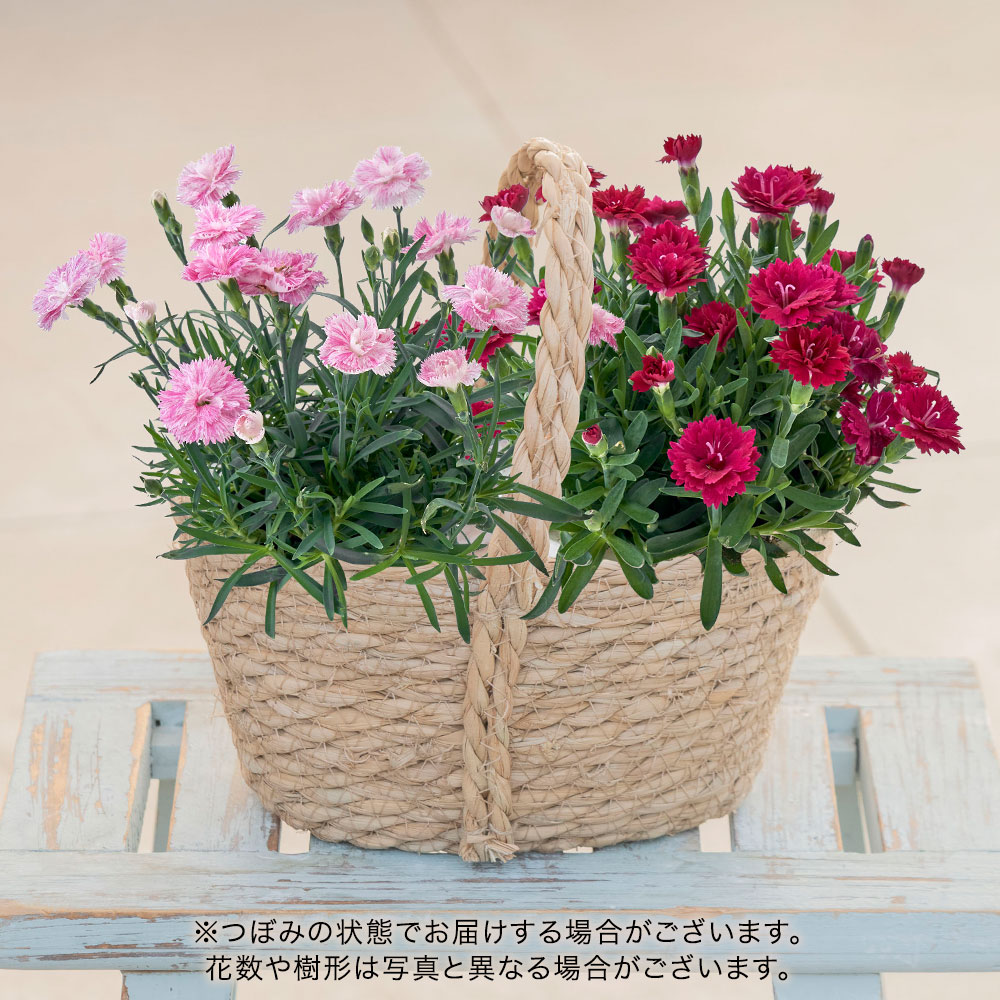 母の日 ガーデンカーネーション「ゆめてまり＆かがり」寄せ入れ