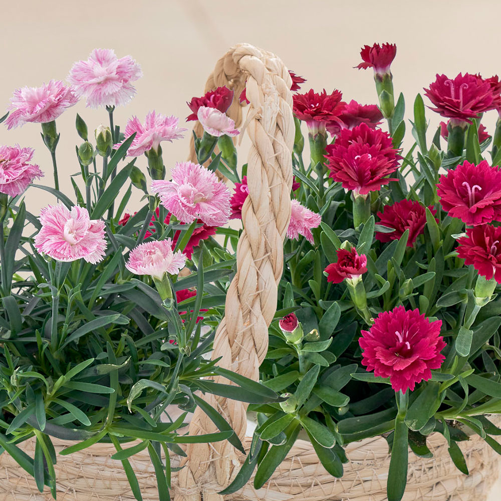 母の日 ガーデンカーネーション「ゆめてまり＆かがり」寄せ入れ