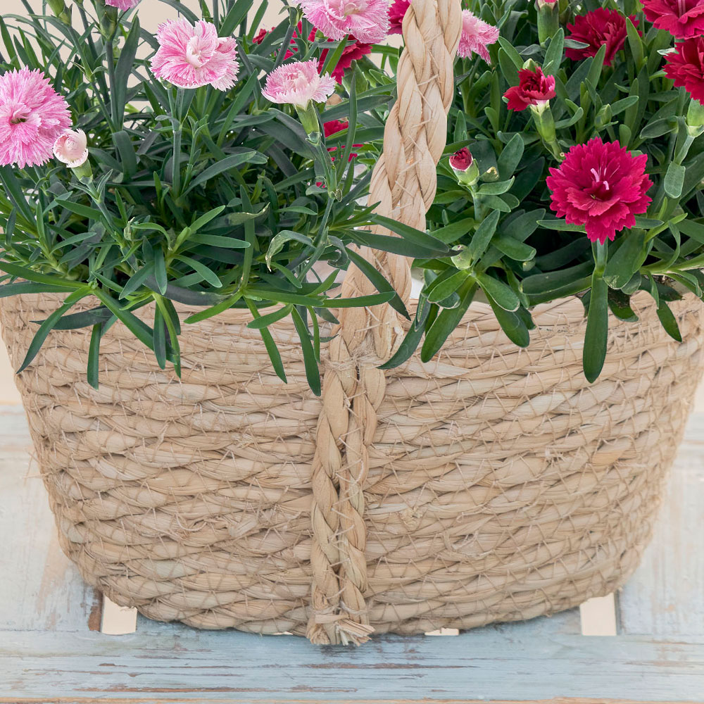 母の日 ガーデンカーネーション「ゆめてまり＆かがり」寄せ入れ