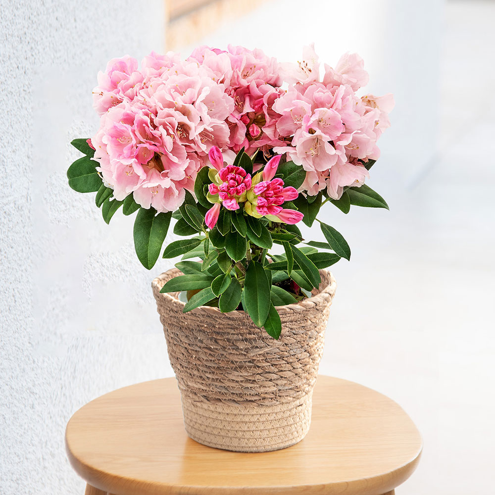 母の日 シャクナゲ（ピンク）