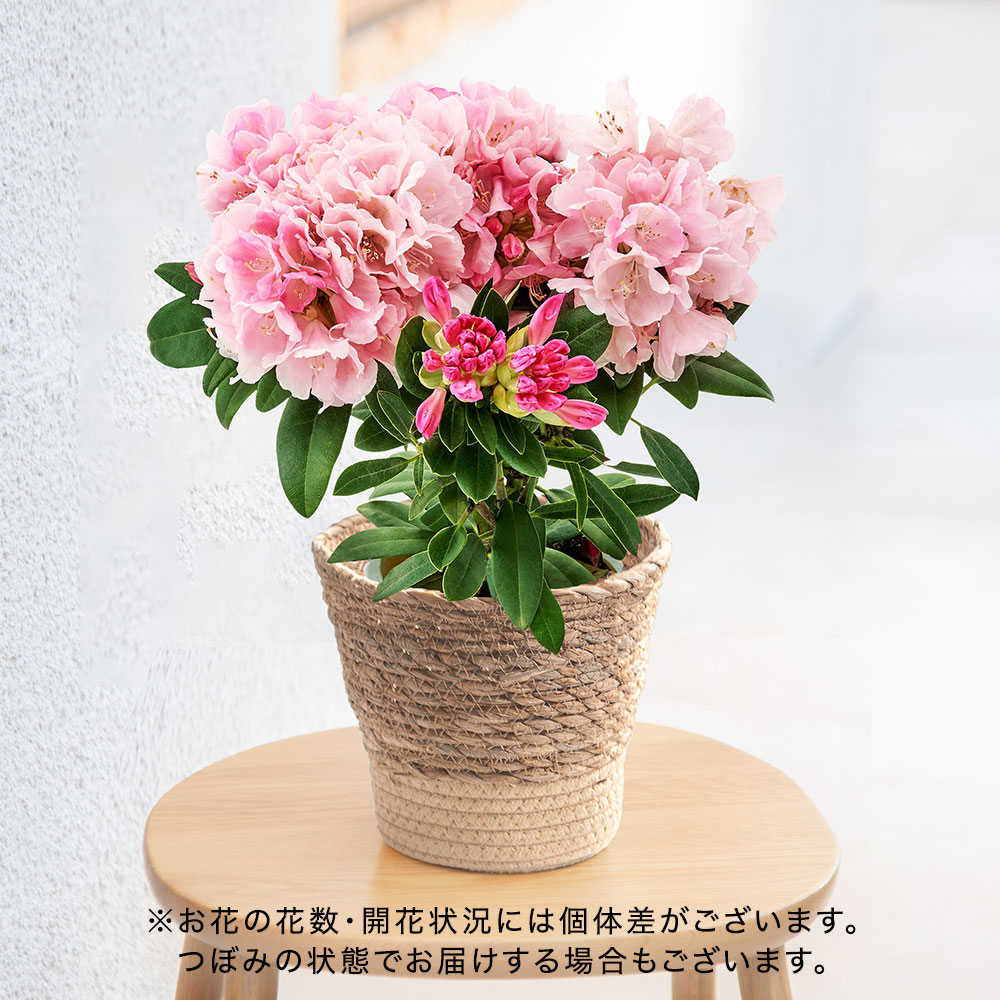 母の日 シャクナゲ（ピンク）