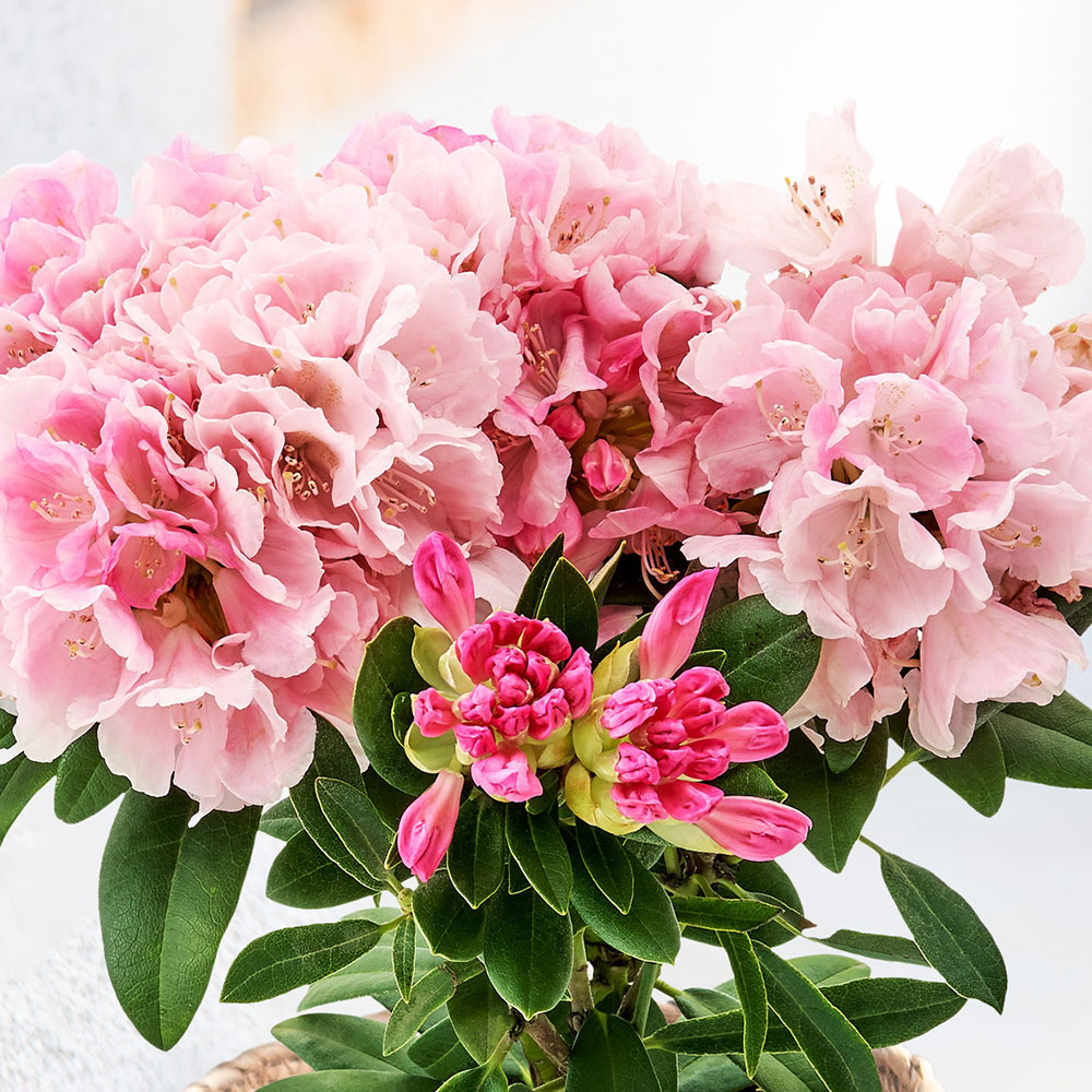 母の日 シャクナゲ（ピンク）