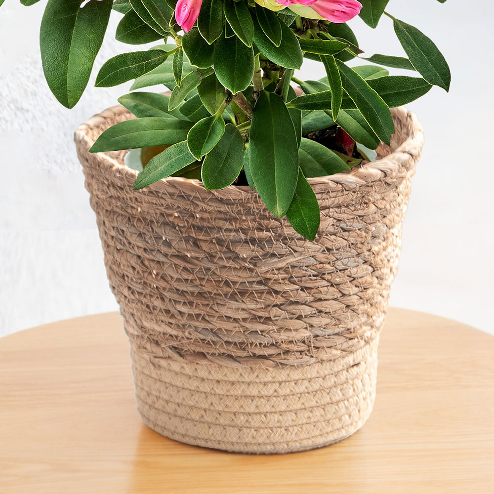 母の日 シャクナゲ（ピンク）