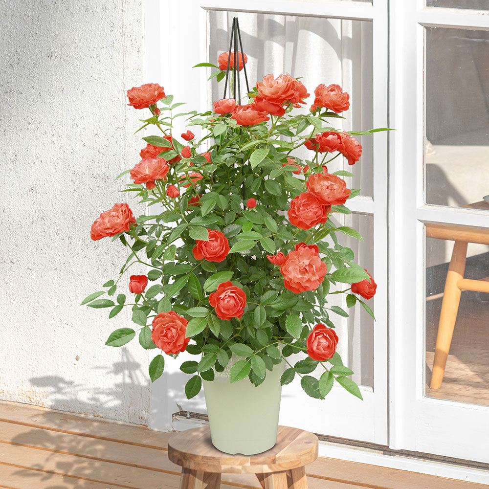 母の日 つるバラ「オレンジマザーズデイ」タワー仕立
