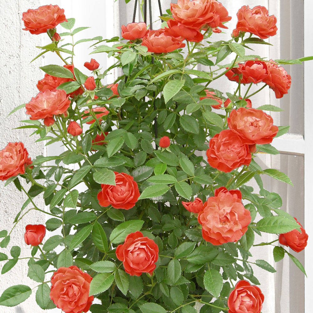 母の日 つるバラ「オレンジマザーズデイ」タワー仕立