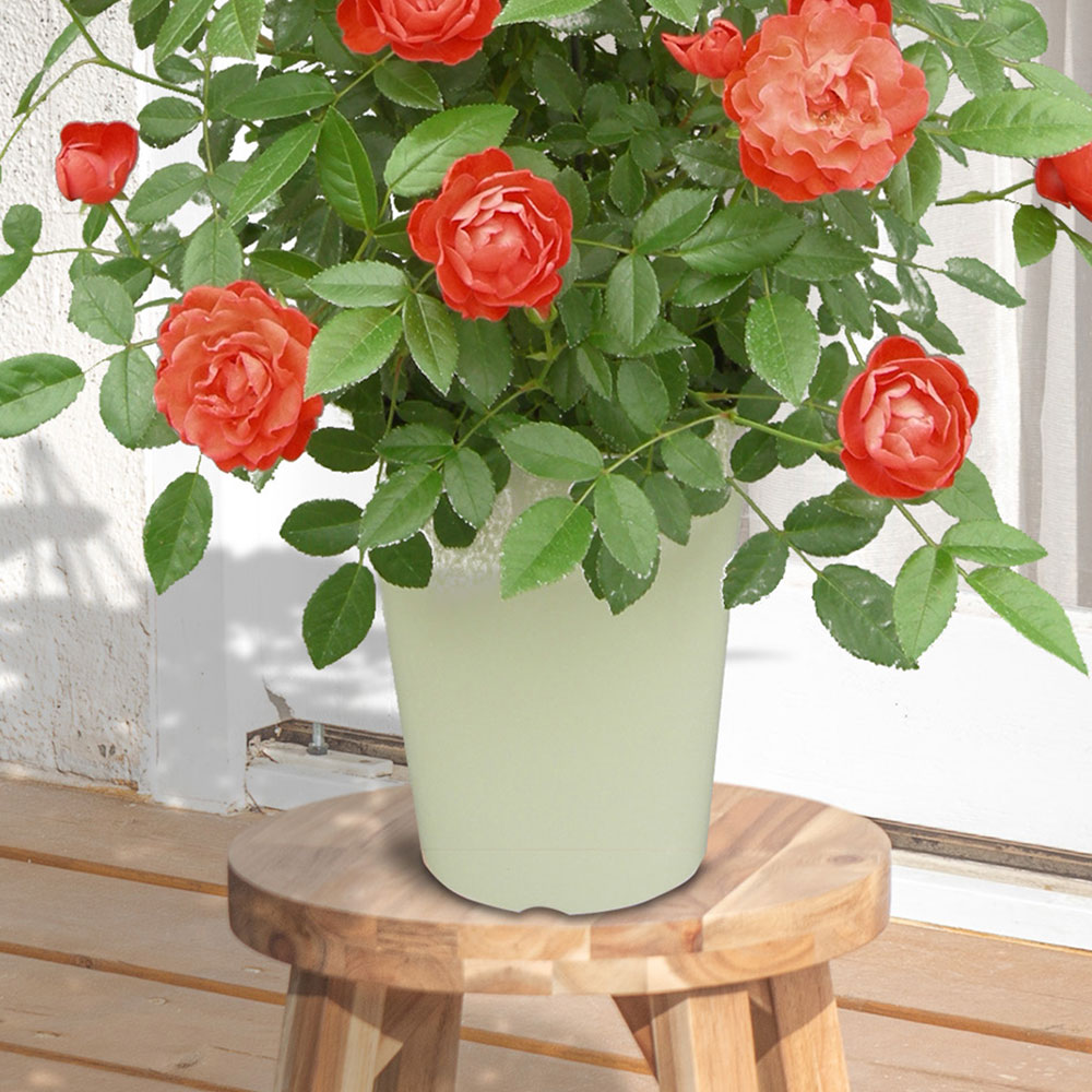 母の日 つるバラ「オレンジマザーズデイ」タワー仕立