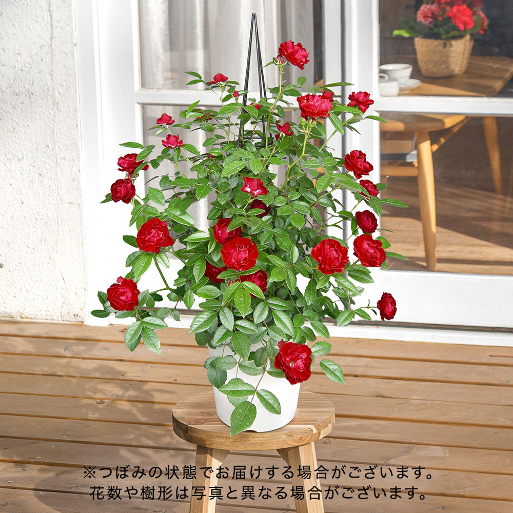 母の日 つるバラ「マザーズデイ」タワー仕立