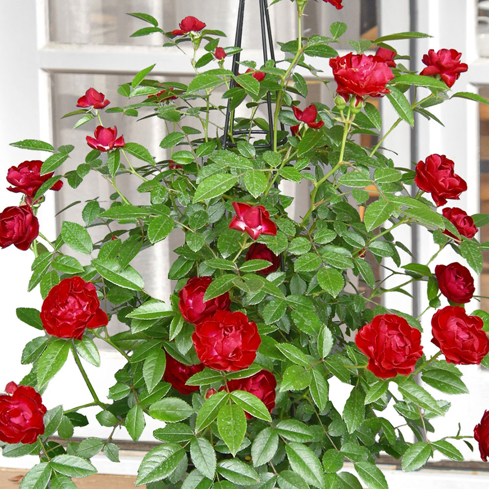 母の日 つるバラ「マザーズデイ」タワー仕立