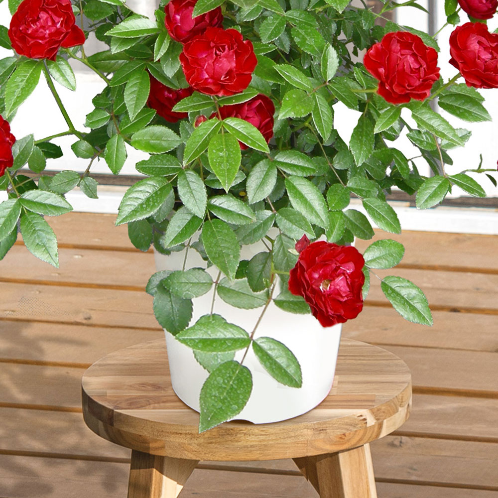 母の日 つるバラ「マザーズデイ」タワー仕立