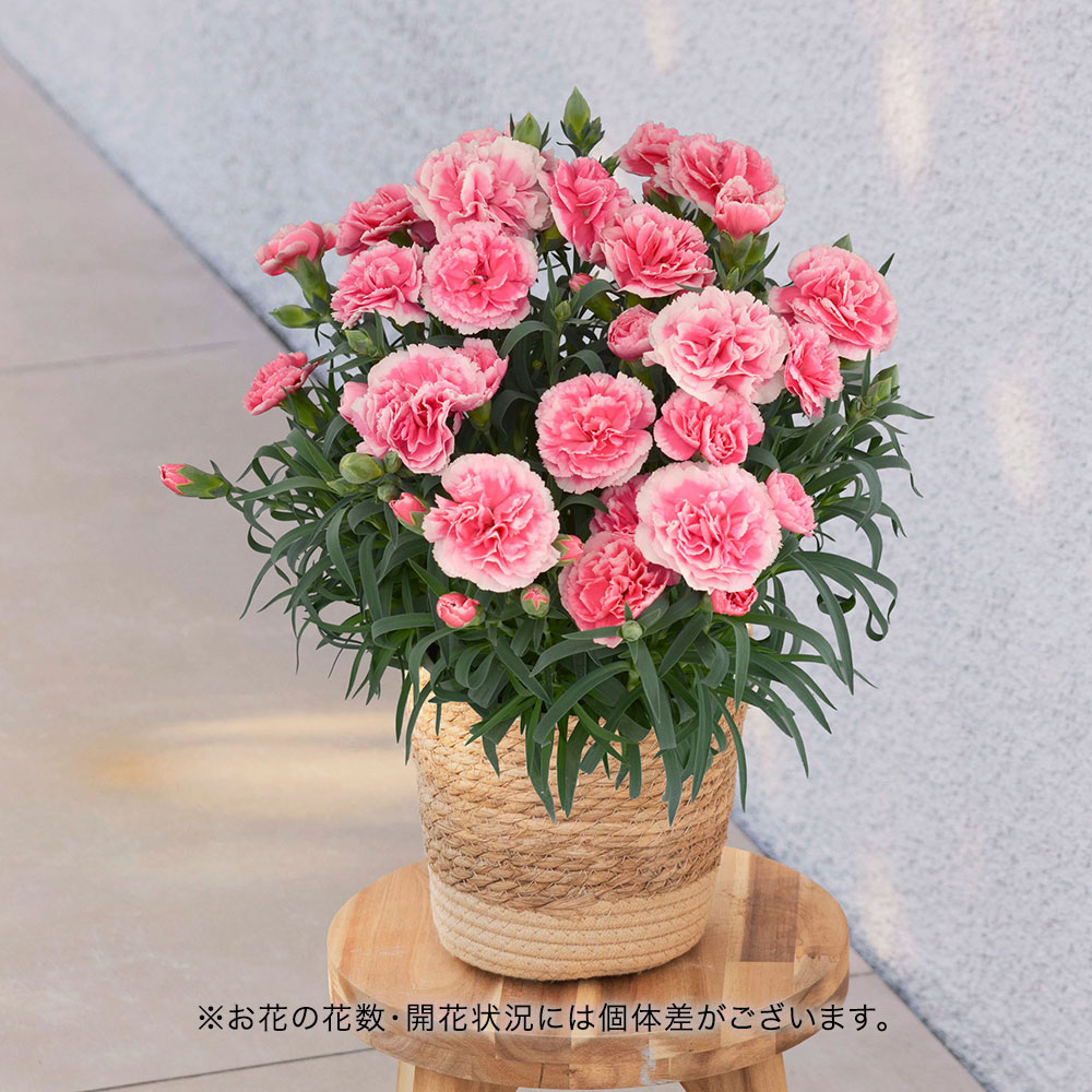母の日 カーネーション「ティーパーティー」
