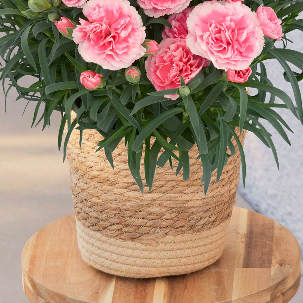 母の日 カーネーション「ティーパーティー」