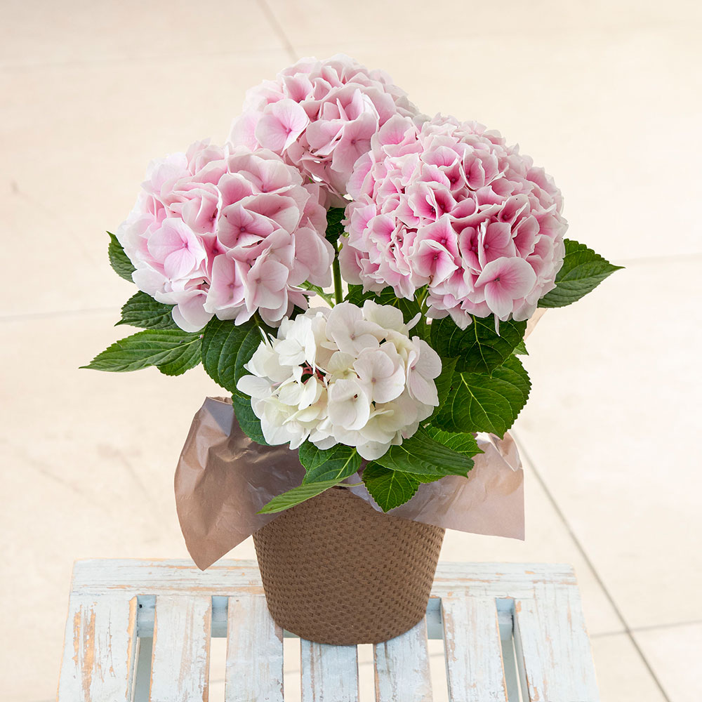 母の日 アジサイ「コットンキャンディー」４号