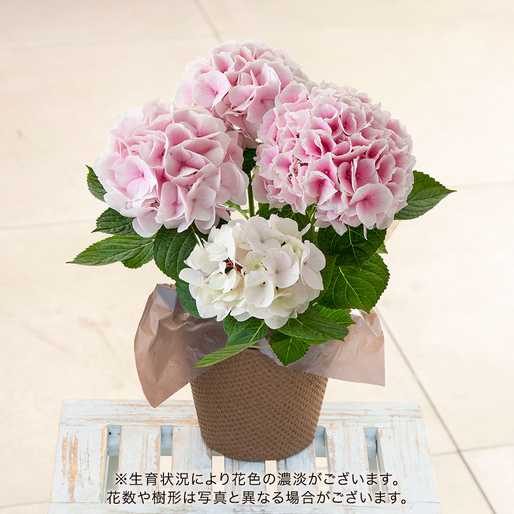 母の日 アジサイ「コットンキャンディー」４号