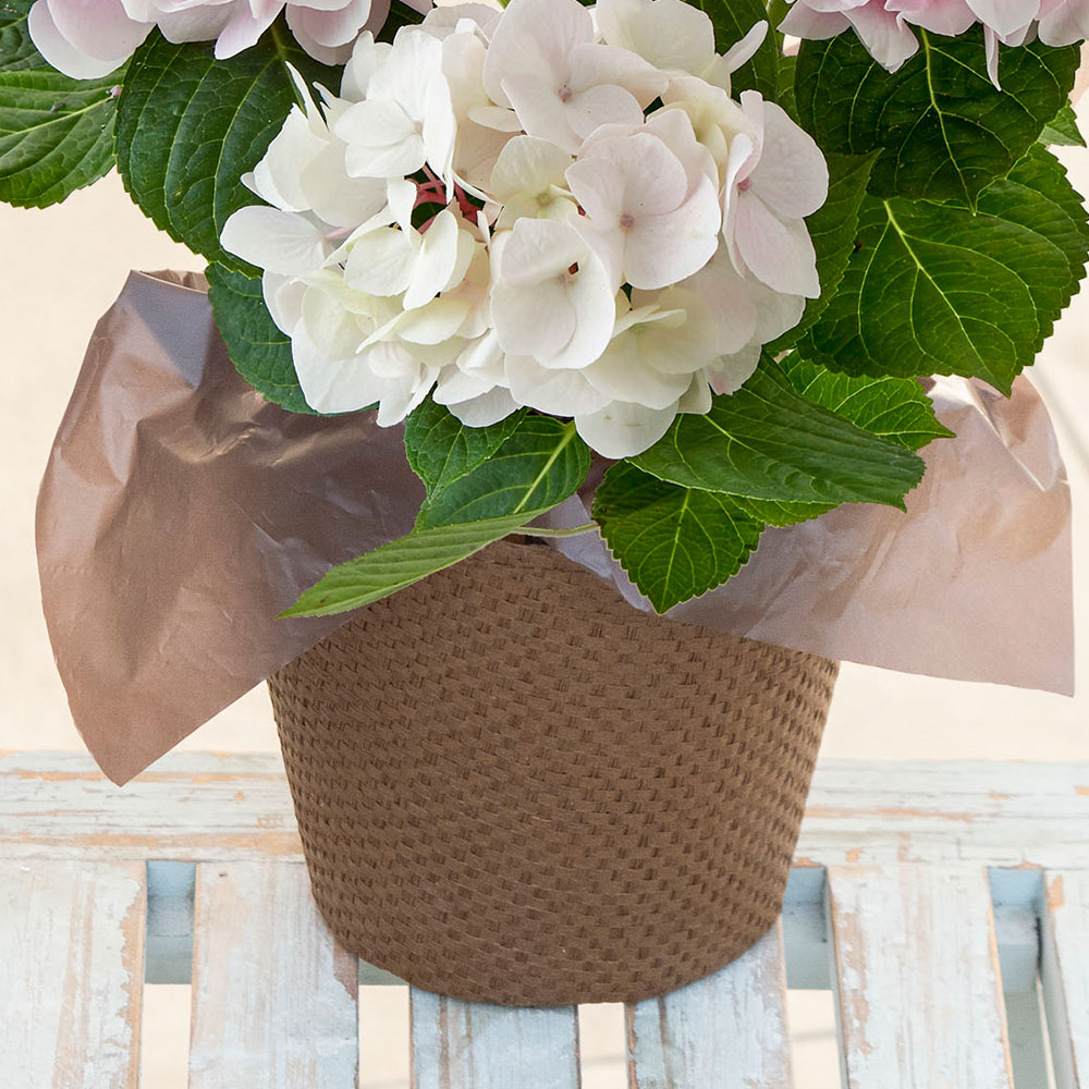 母の日 アジサイ「コットンキャンディー」４号