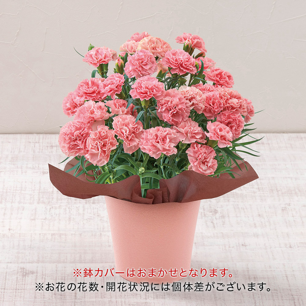 母の日 カーネーション　ノウル
