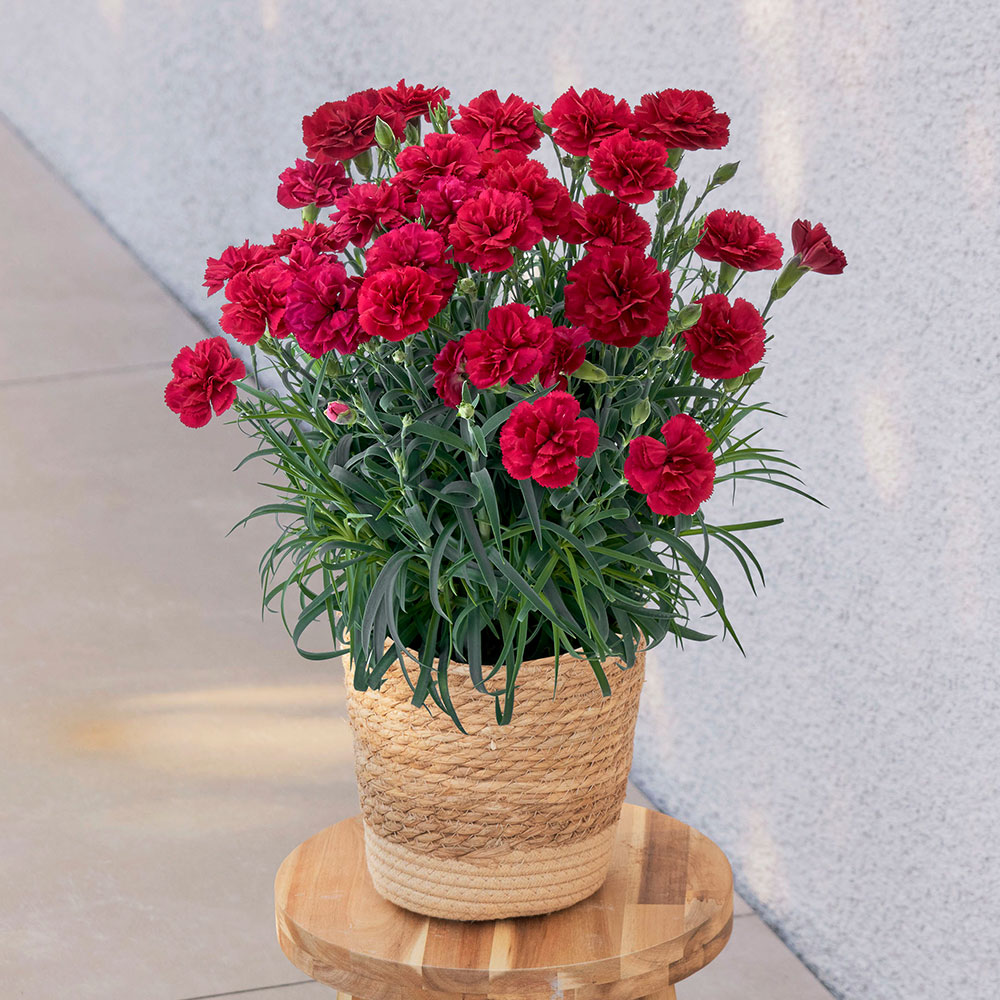 母の日 カーネーション「カシスムース」