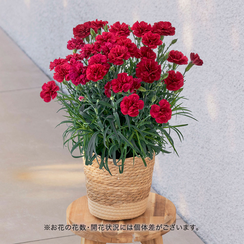 母の日 カーネーション「カシスムース」