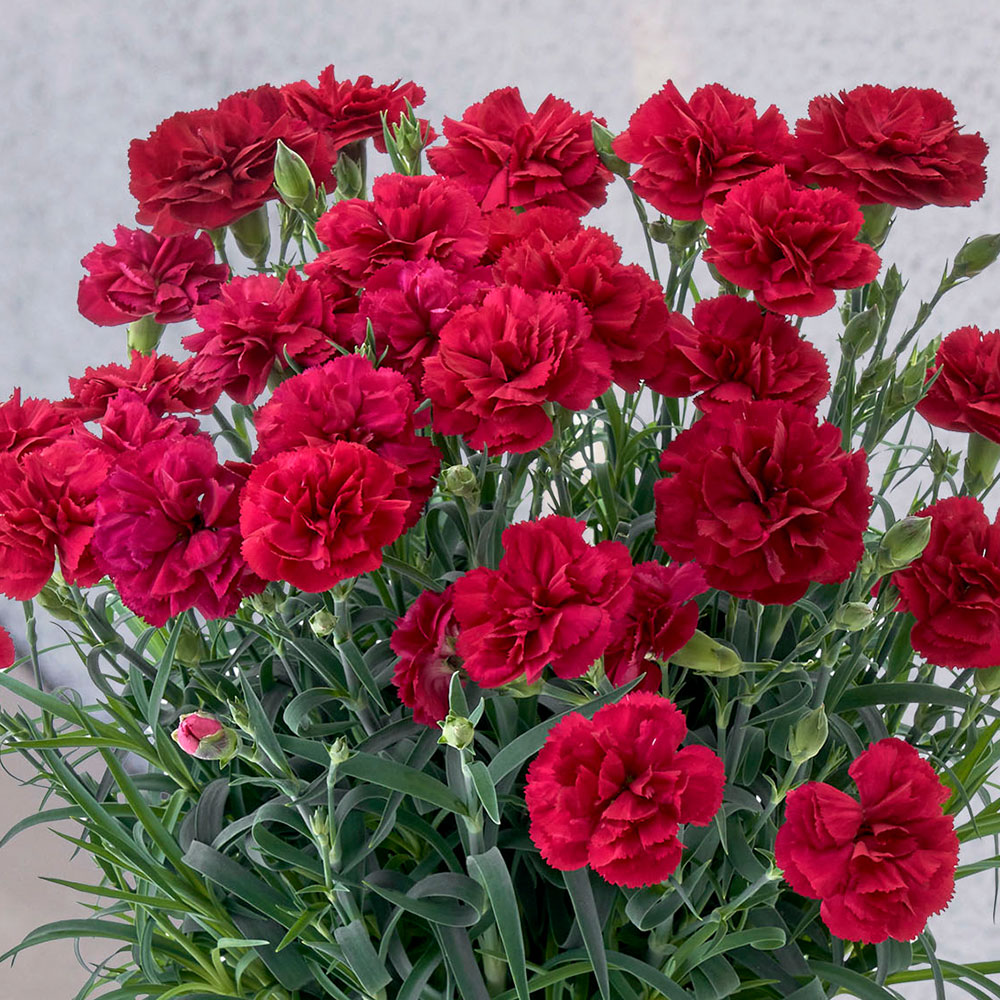 母の日 カーネーション「カシスムース」