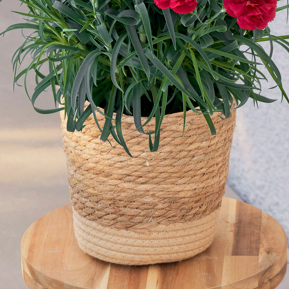 母の日 カーネーション「カシスムース」