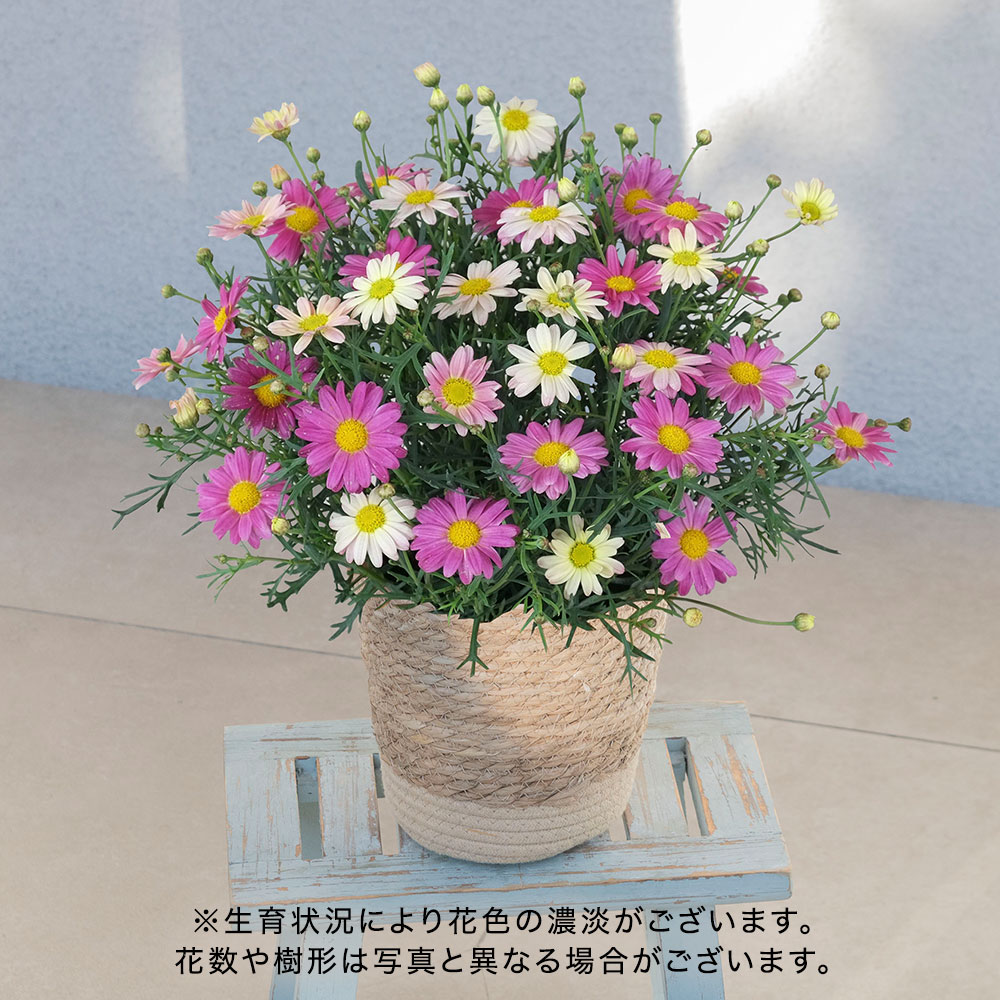 母の日 マーガレット「スマッシュピンク＆レモン」