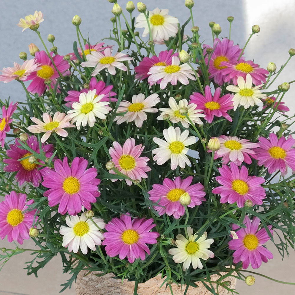 母の日 マーガレット「スマッシュピンク＆レモン」