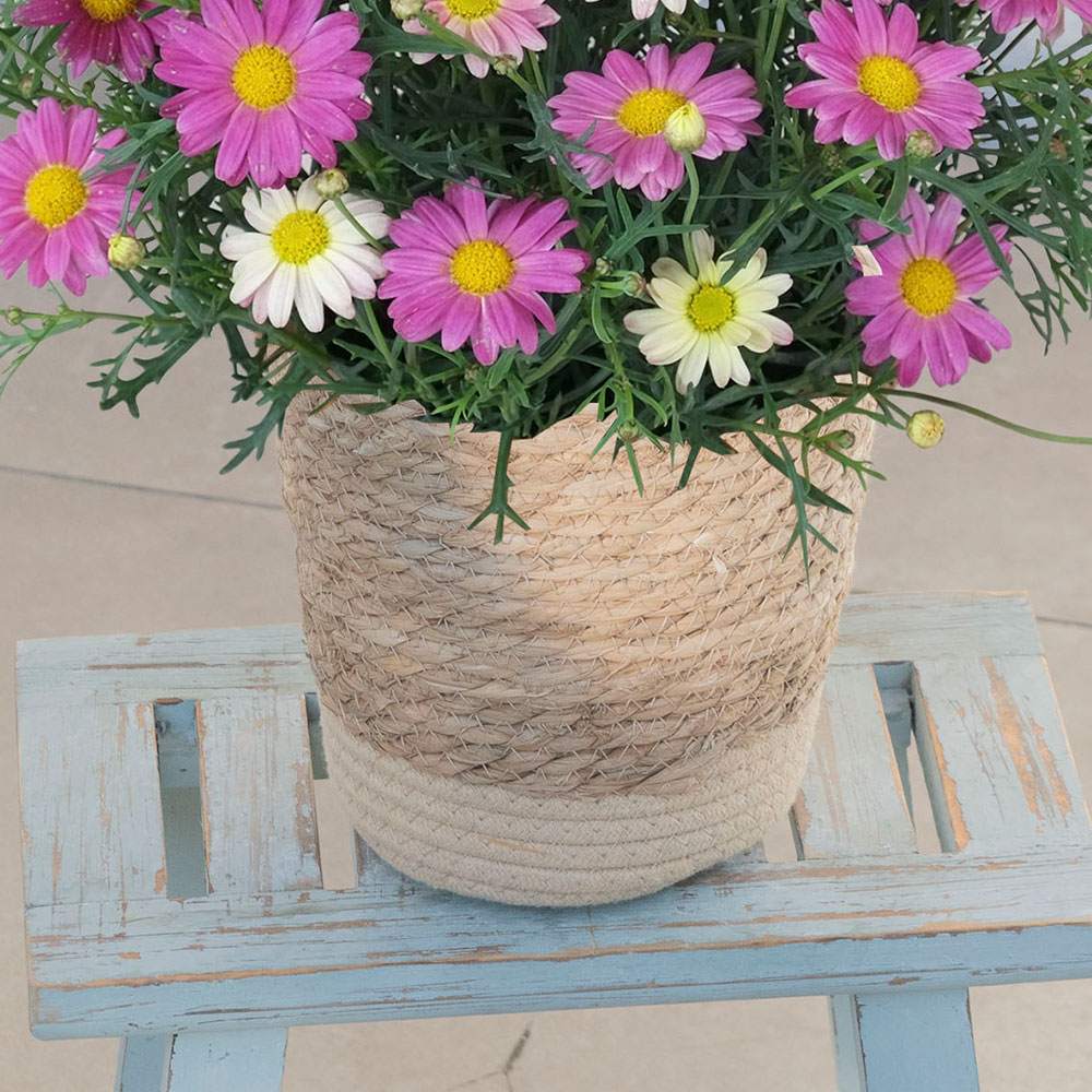 母の日 マーガレット「スマッシュピンク＆レモン」