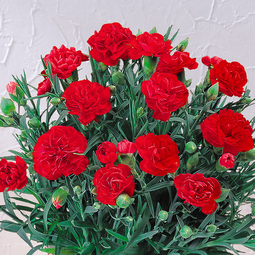 母の日 【5/2-5/5 お届け限定】カーネーション（レッド）5号