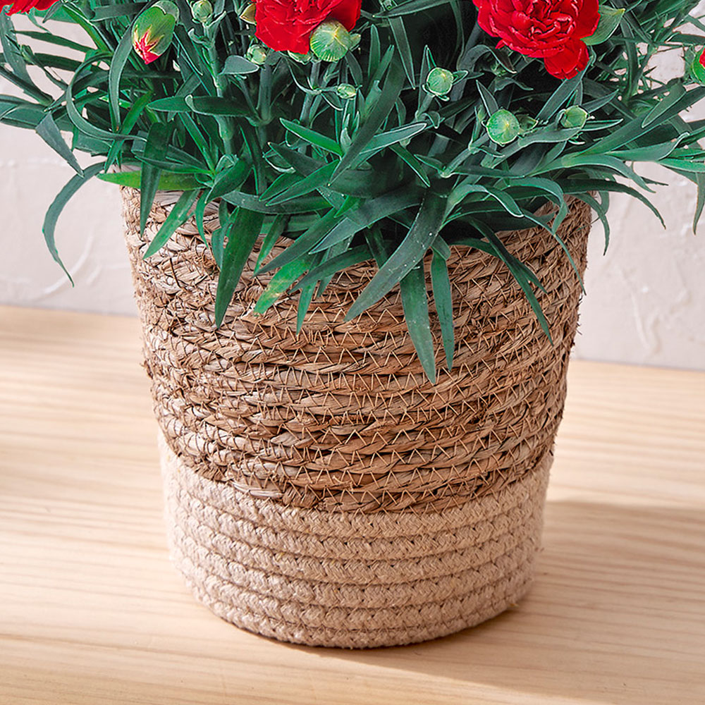 母の日 【5/2-5/5 お届け限定】カーネーション（レッド）5号