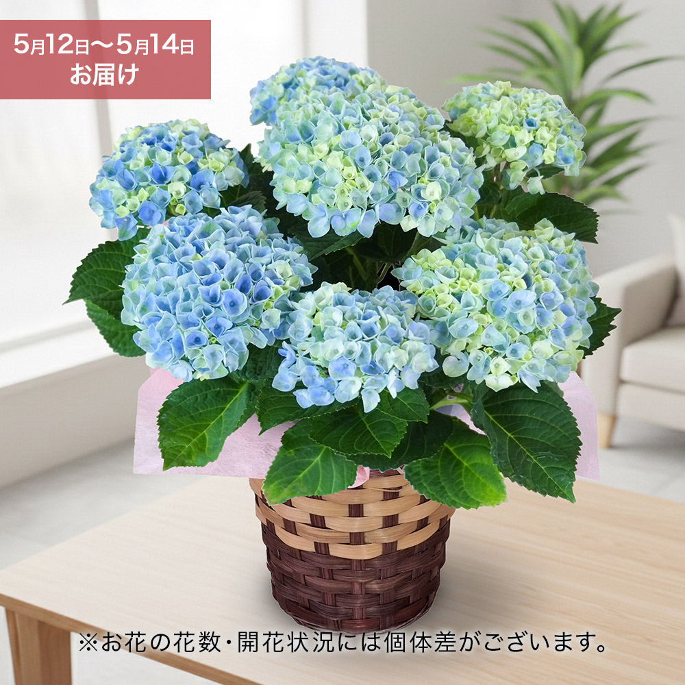 【5月12～14日お届け】母の日　アジサイ「マジカルレボリューション」