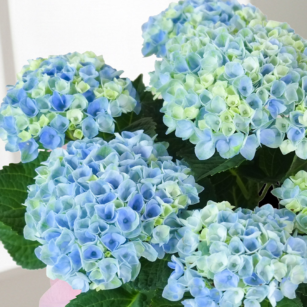 【5月12～14日お届け】母の日　アジサイ「マジカルレボリューション」