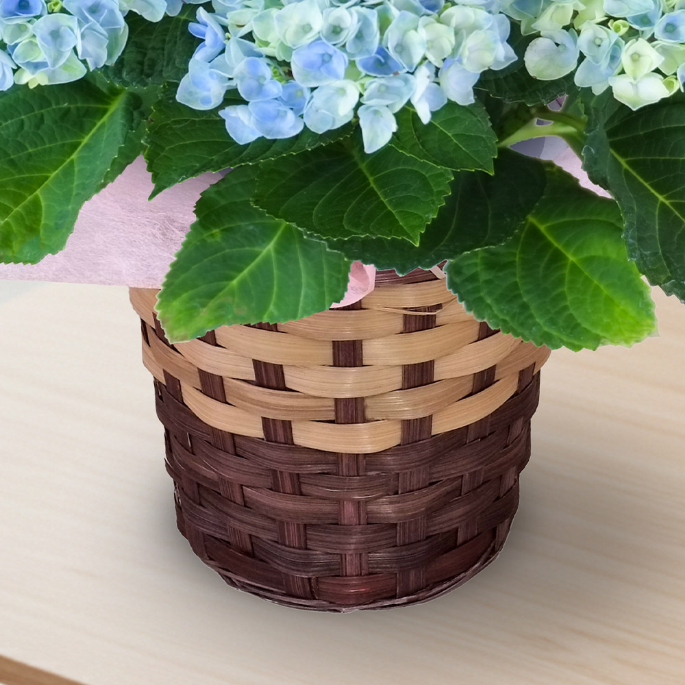 【5月12～14日お届け】母の日　アジサイ「マジカルレボリューション」
