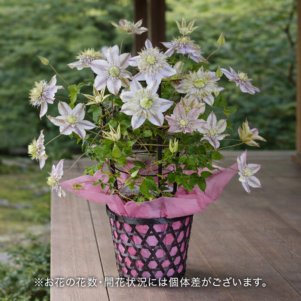 【5月12～14日お届け】母の日　クレマチス「水面の妖精」