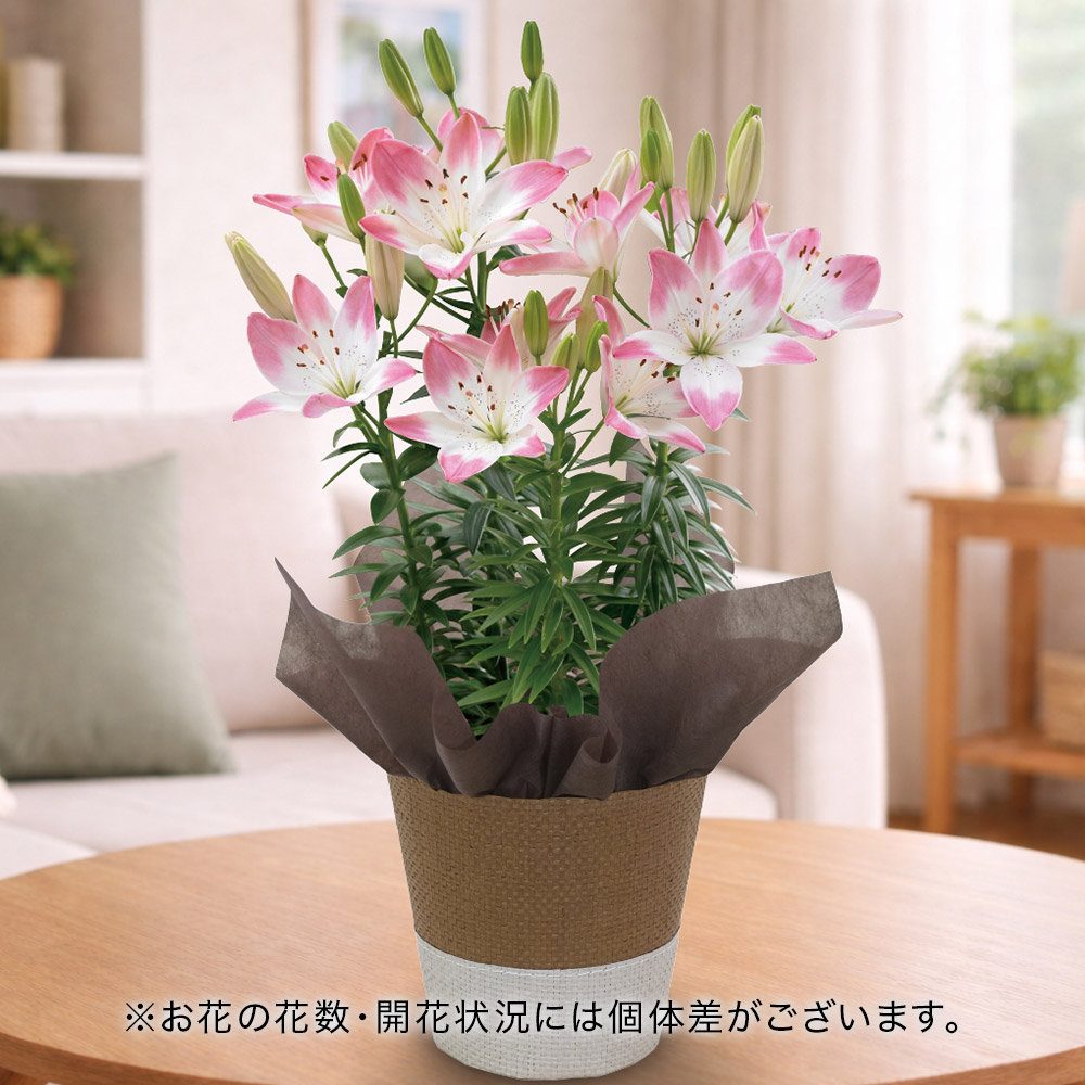 【5月12～14日お届け】母の日　スカシユリ「シュガーラブ」