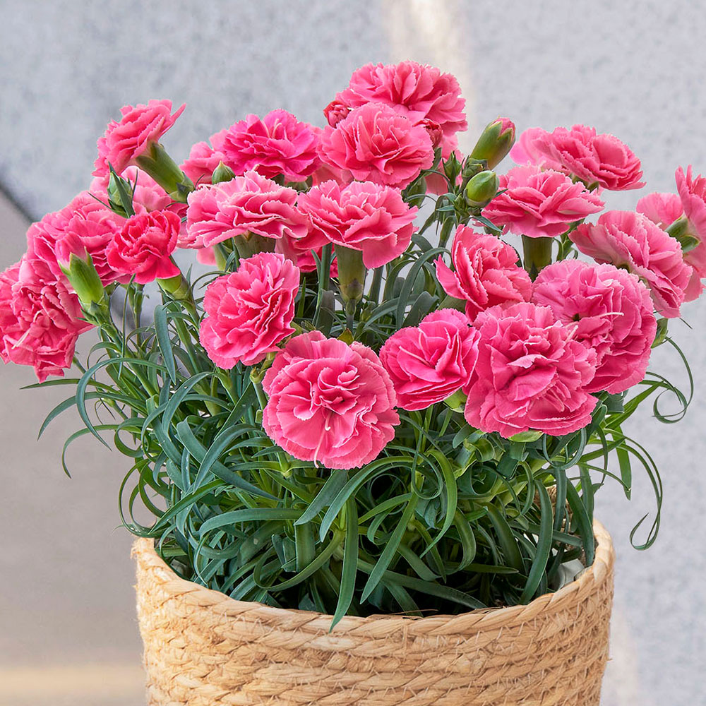 母の日 カーネーション「ももりーな」