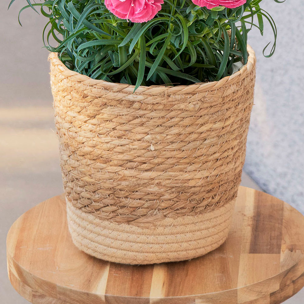 母の日 カーネーション「ももりーな」