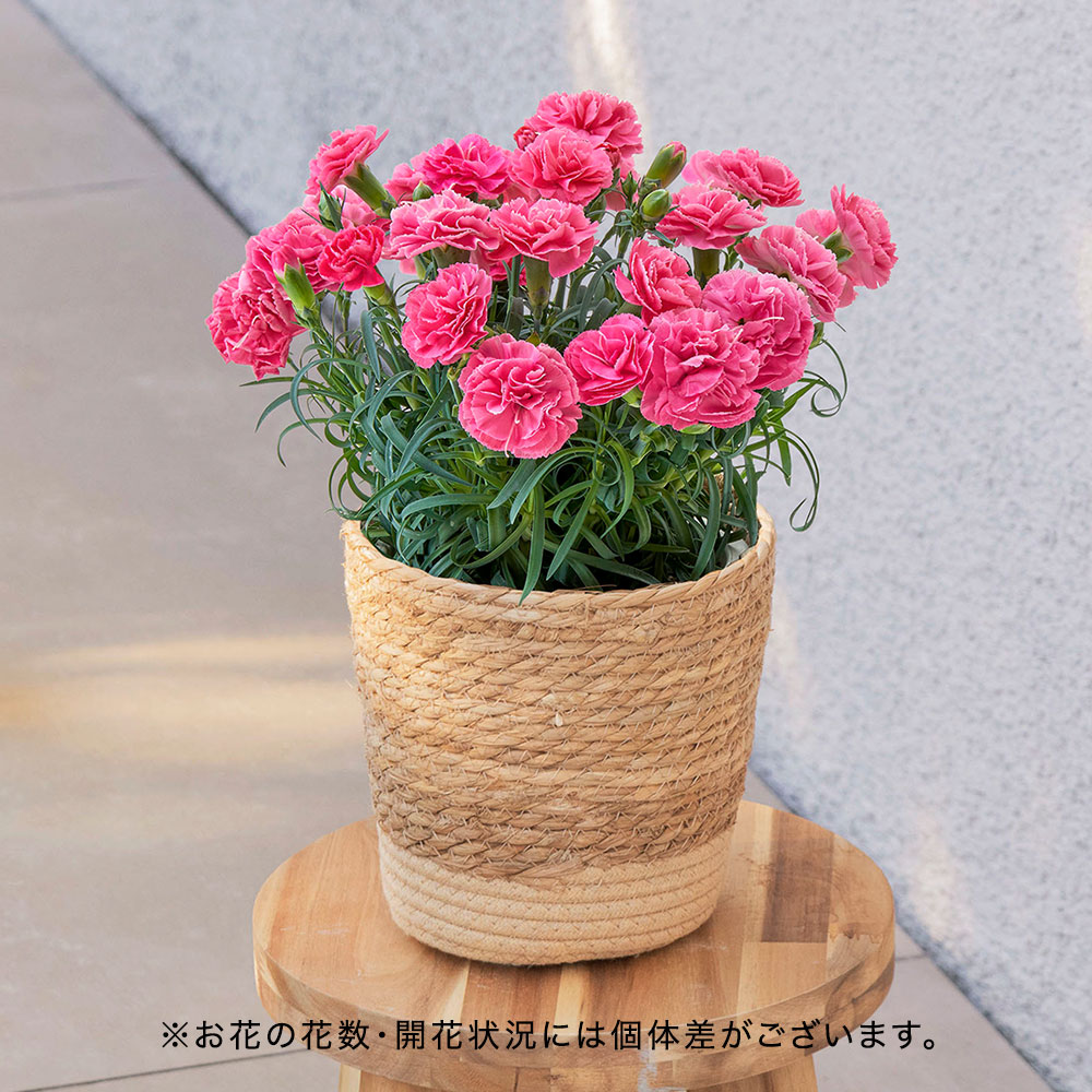 【母の日まだ間に合う！】カーネーション「ももりーな」