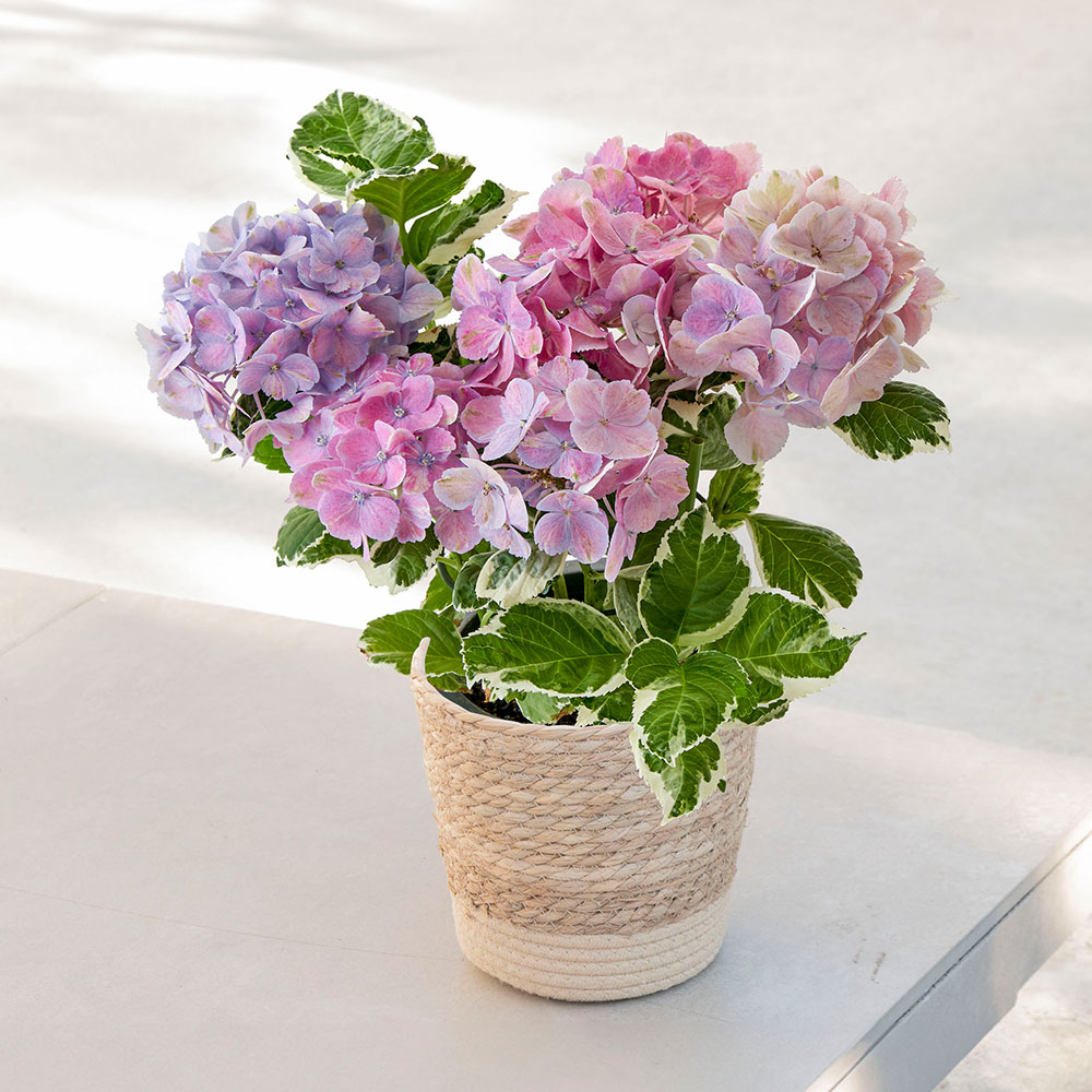 母の日 アジサイ「カラフルランジア スパイスNo.3」