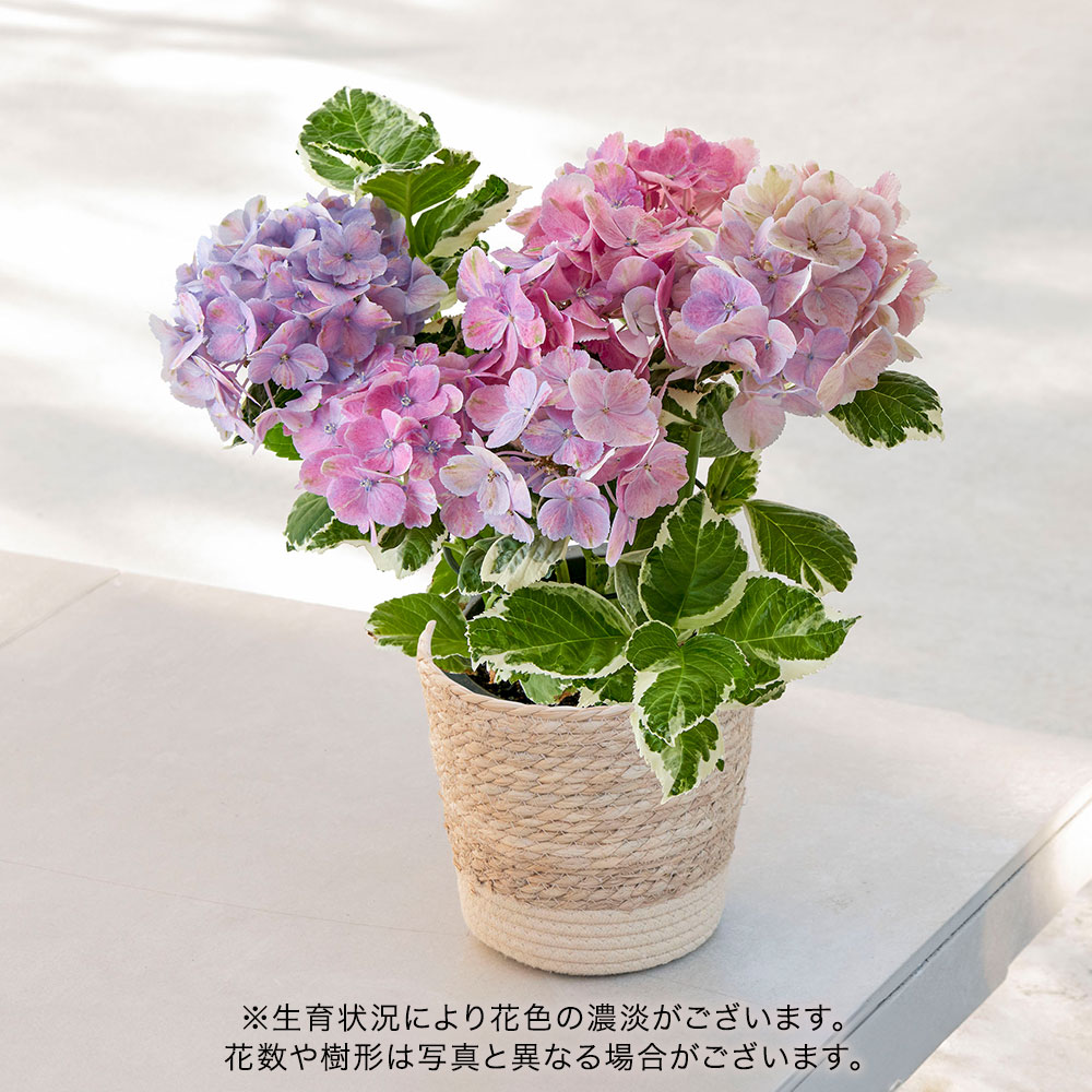 母の日 アジサイ「カラフルランジア スパイスNo.3」