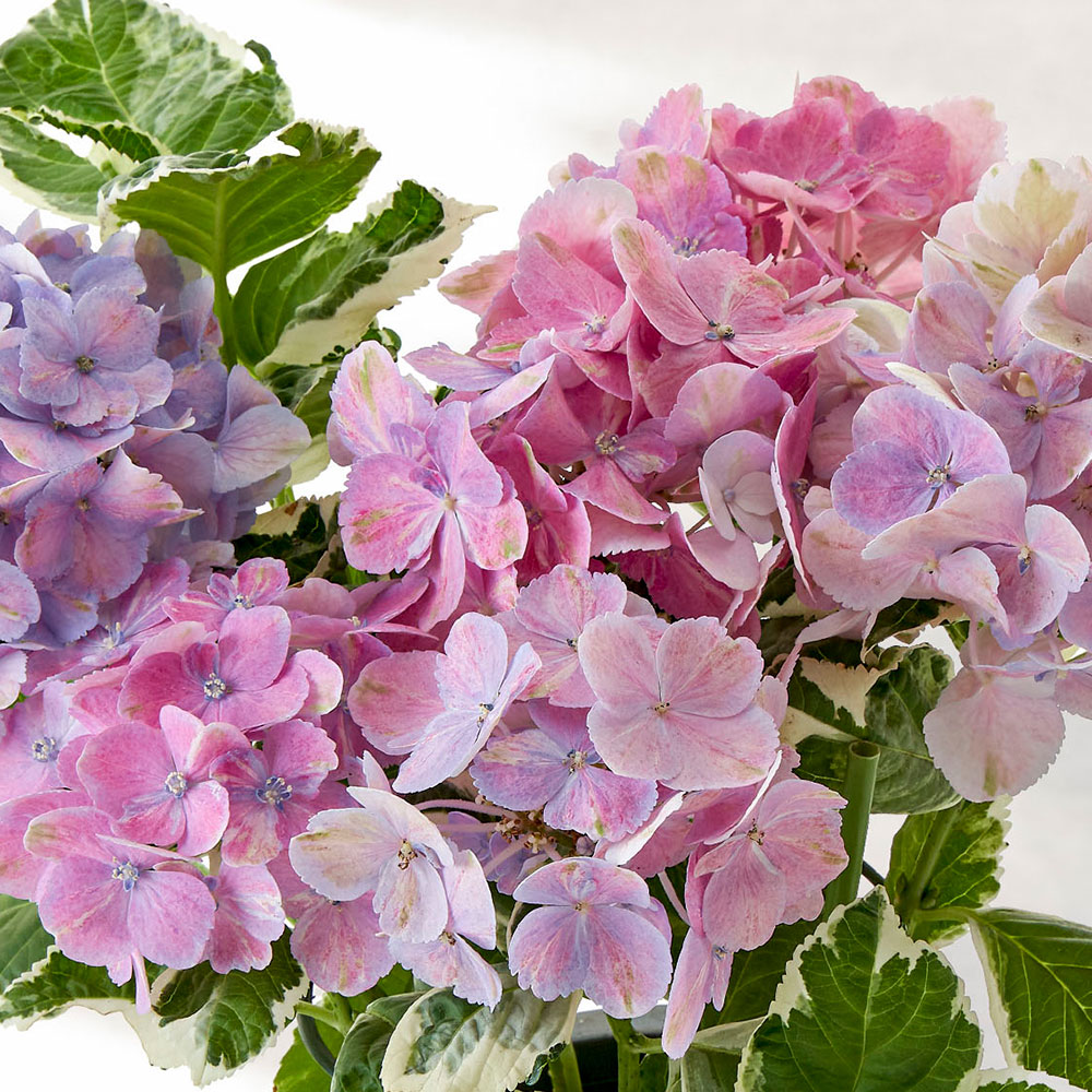 母の日 アジサイ「カラフルランジア スパイスNo.3」