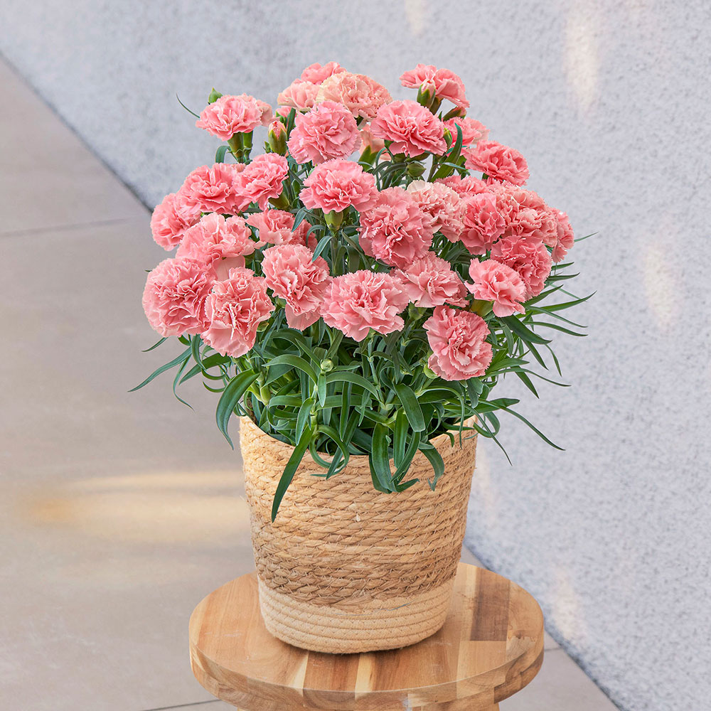 母の日 カーネーション「ノウル」