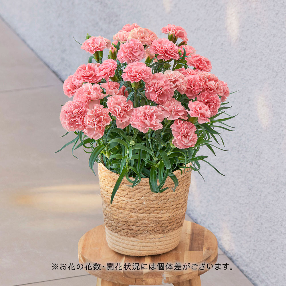 母の日 カーネーション「ノウル」